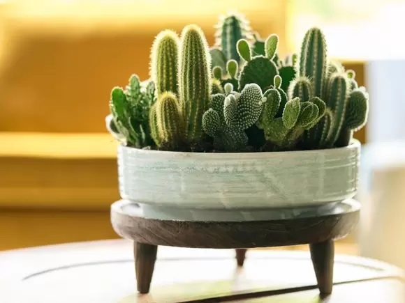 Woonplant van de maand juli: cactus
