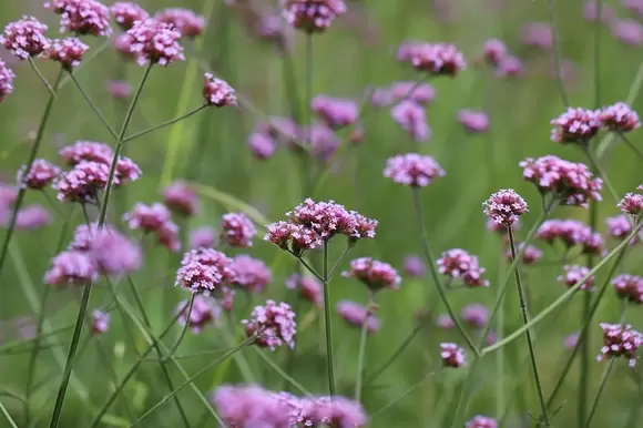 TUINPLANT VAN DE MAAND: VERBENA