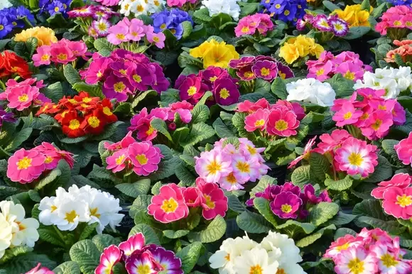 De tuinplant van de maand januari is de Primula