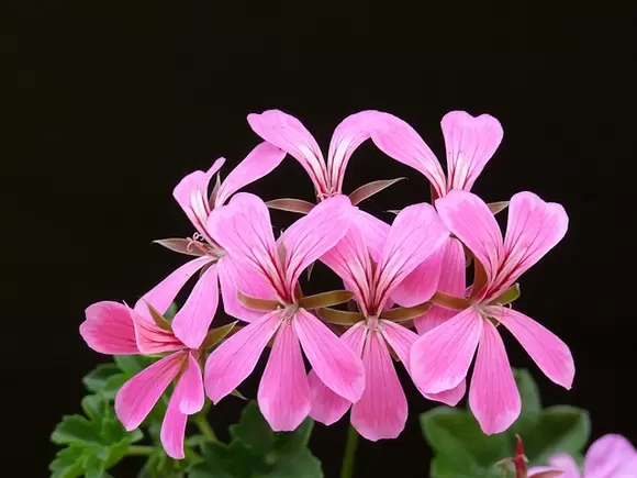 Tuinplant van de maand april: geranium