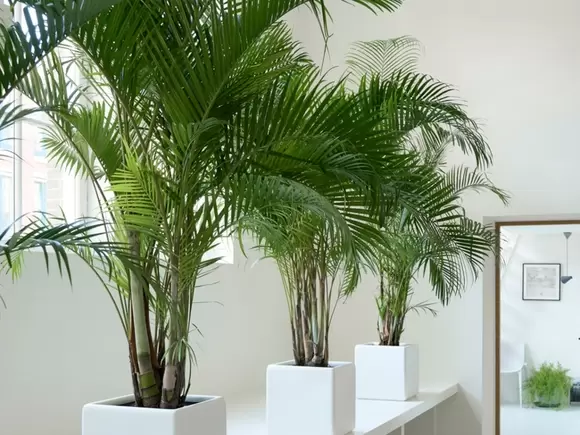 Woonplant van de maand februari: Goudpalm