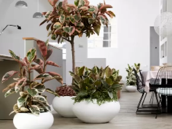 Grootbladige ficus, Woonplant van de maand april