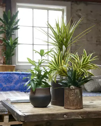 Kamerplant van de maand februari: Dracaena