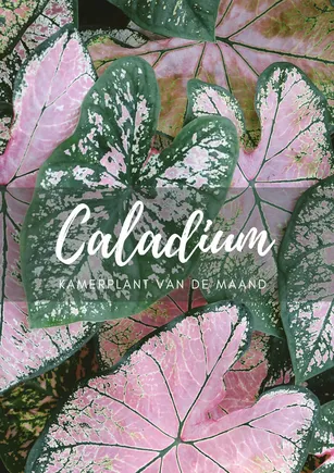Kamerplant van de maand mei: Caladium