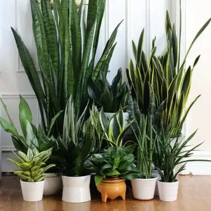 Kamerplant van de maand november: Sansevieria