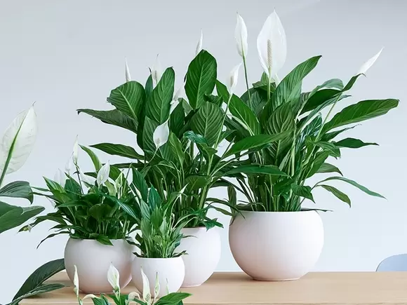 Kamerplant van de maand mei: Spathiphyllum