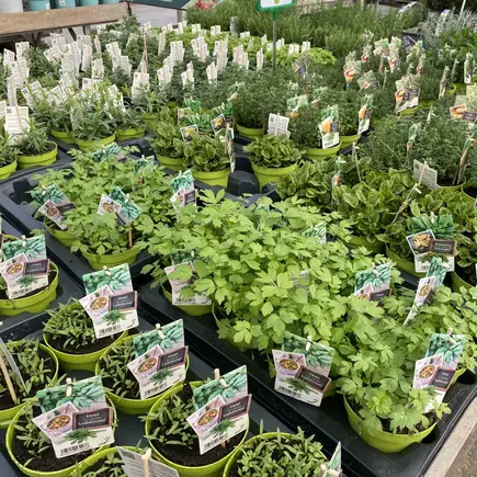 Moestuinweekend bij Tuincenter Vincent – 19, 20 & 21 april!