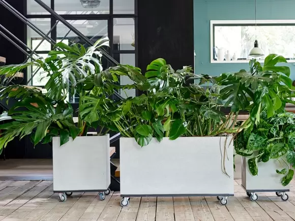 Monstera: Woonplant van de maand juni