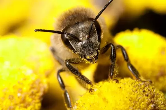 Een bij- en vlindervriendelijke tuin