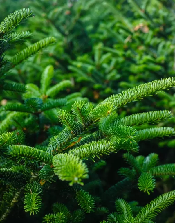 vergeven Verzoenen Profetie Nordmann kerstbomen | Tuincentrum Vincent