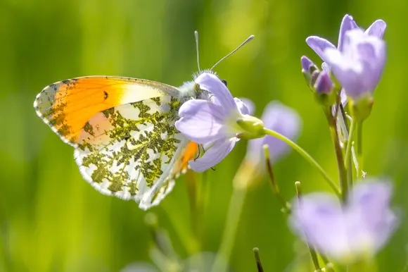 Pinksterbloemen en een wilde bloemenweide