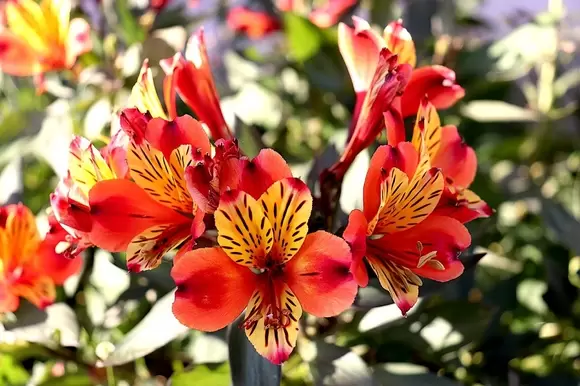 Snijbloem van de maand april: Alstroemeria