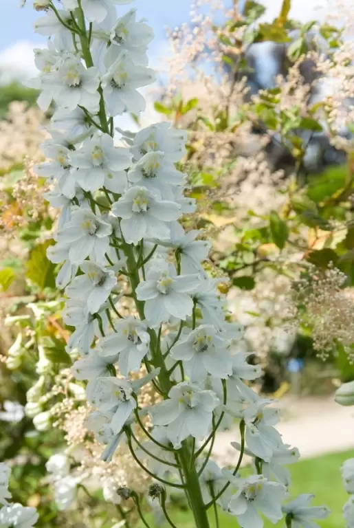 Snijbloem van de maand april: Delphinium