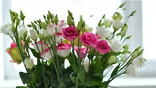 Snijbloem van de maand december: Lisianthus