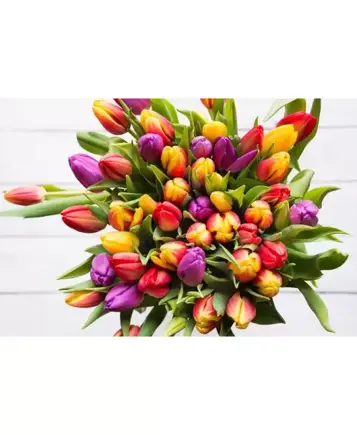 Snijbloem van de maand januari: Tulp