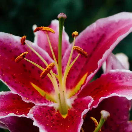 Snijbloem van de maand juni: Lelie