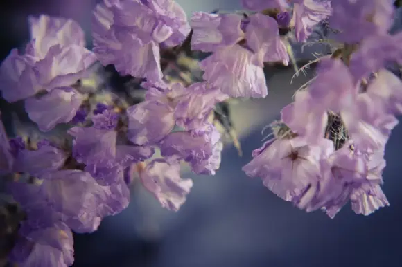 Snijbloem van de maand: Limonium