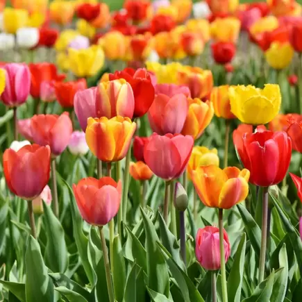 Snijbloem van de maand april: Tulp
