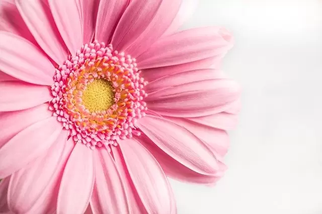 Snijbloem van de maand mei: Gerbera