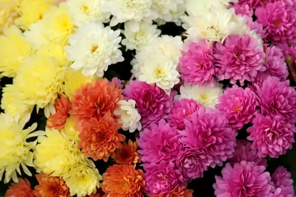 Snijbloem van de maand oktober: de Chrysant