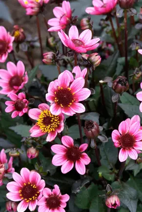 Snijbloem van de maand augustus : Dahlia