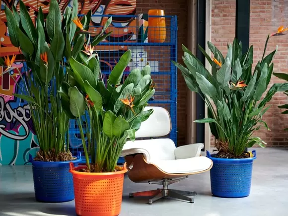 Woonplant van de maand: strelitzia