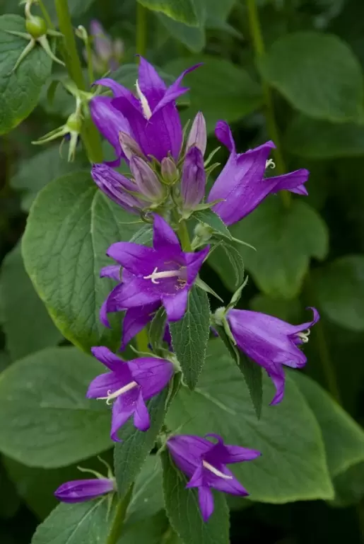 Tuinplant van de maand april: Campanula