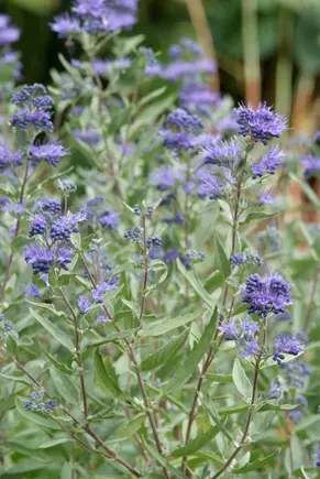 Tuinplant van de maand augustus: Caryopteris