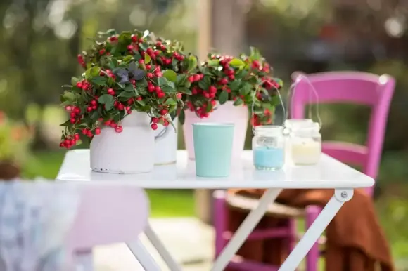 Tuinplant van de maand december: Gaultheria