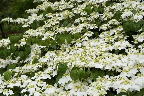 Tuinplant van de maand februari: Sneeuwbal (Viburnum)