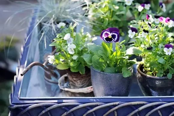 Tuinplant van de maand maart: Viooltjes