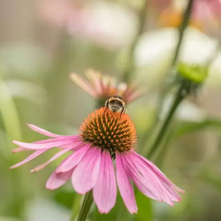 Tuinplant van de maand juni: Echinacea