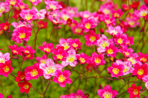 Tuinplant van de maand maart: Saxifraga