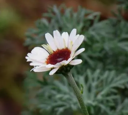 Tuinplant van de maand mei: Rhodanthemum