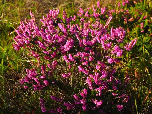 Tuinplant van de maand november: Erica