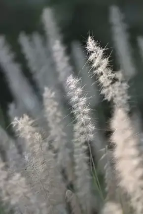 Tuinplant van de maand oktober: de Cortaderia