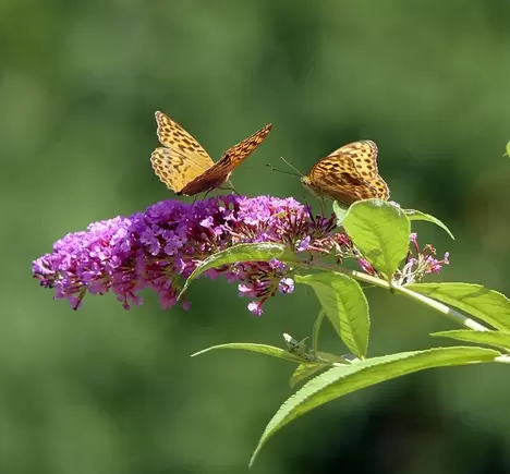 Tuinplant van de maand: vlinderstruik