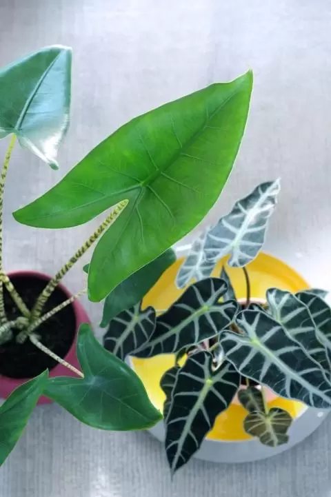 Woonplant van de maand: Alocasia