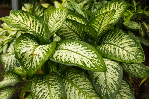 Woonplant van de maand oktober: de Dieffenbachia