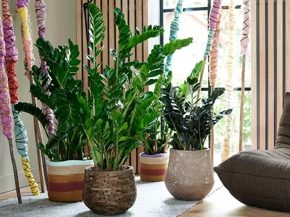 Zamioculcas: Woonplant van de maand januari 2021