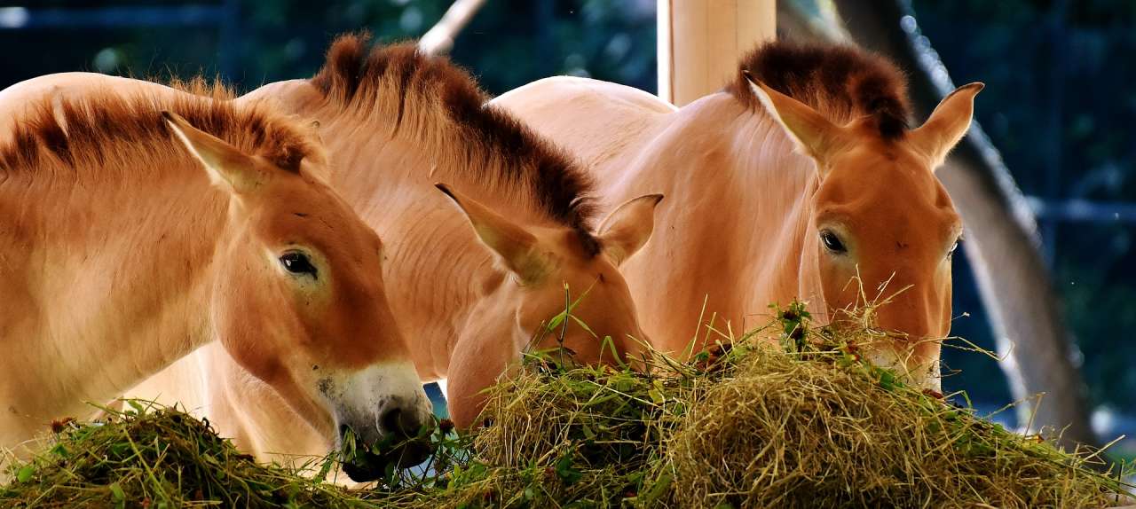 Paarden die hooi eten