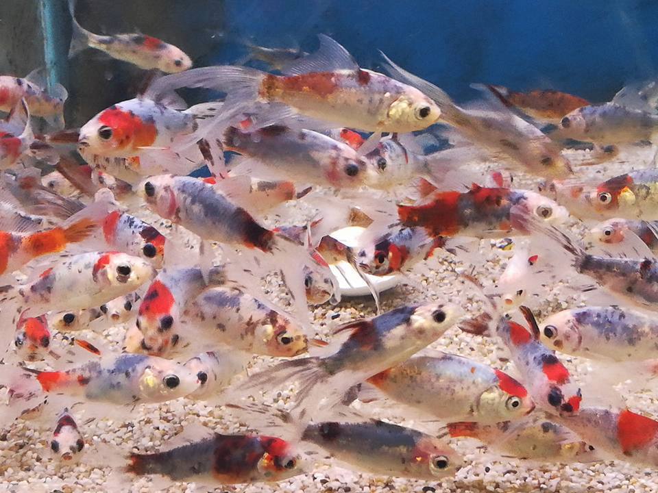 School vissen in aquarium