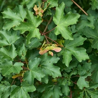 Acer campestre - veldesdoorn 60/80