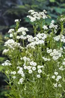 Achillea ptarmica (Sneeuwbalplantje)