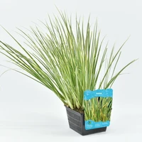 Acorus calamus Gramineus (mini bonte kalmoes) - afbeelding 1