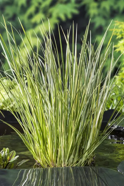 Acorus calamus Gramineus (mini bonte kalmoes) - afbeelding 2