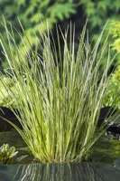 Acorus calamus Gramineus (mini bonte kalmoes) - afbeelding 2