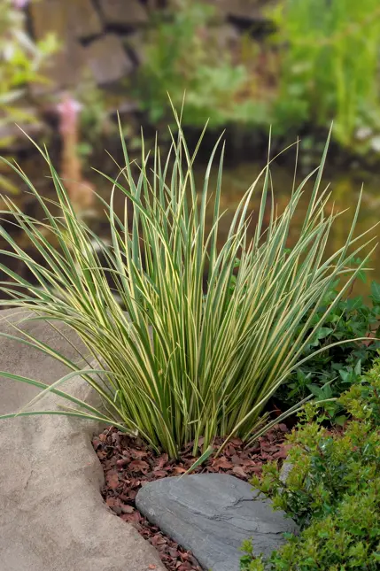 Acorus gramineus 'Hakiro Nishiki'