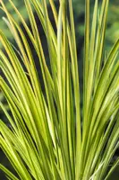 Acorus gramineus 'Ogon' - image 2