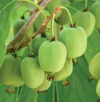 Actinidia arguta Issai 2l - kiwibes zelfbestuivend - afbeelding 2